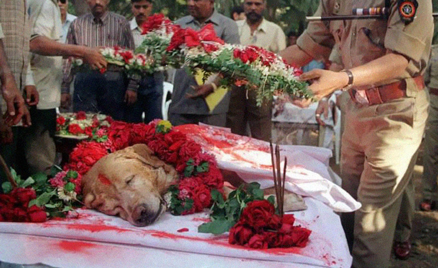 dog Zanjeer in 2000